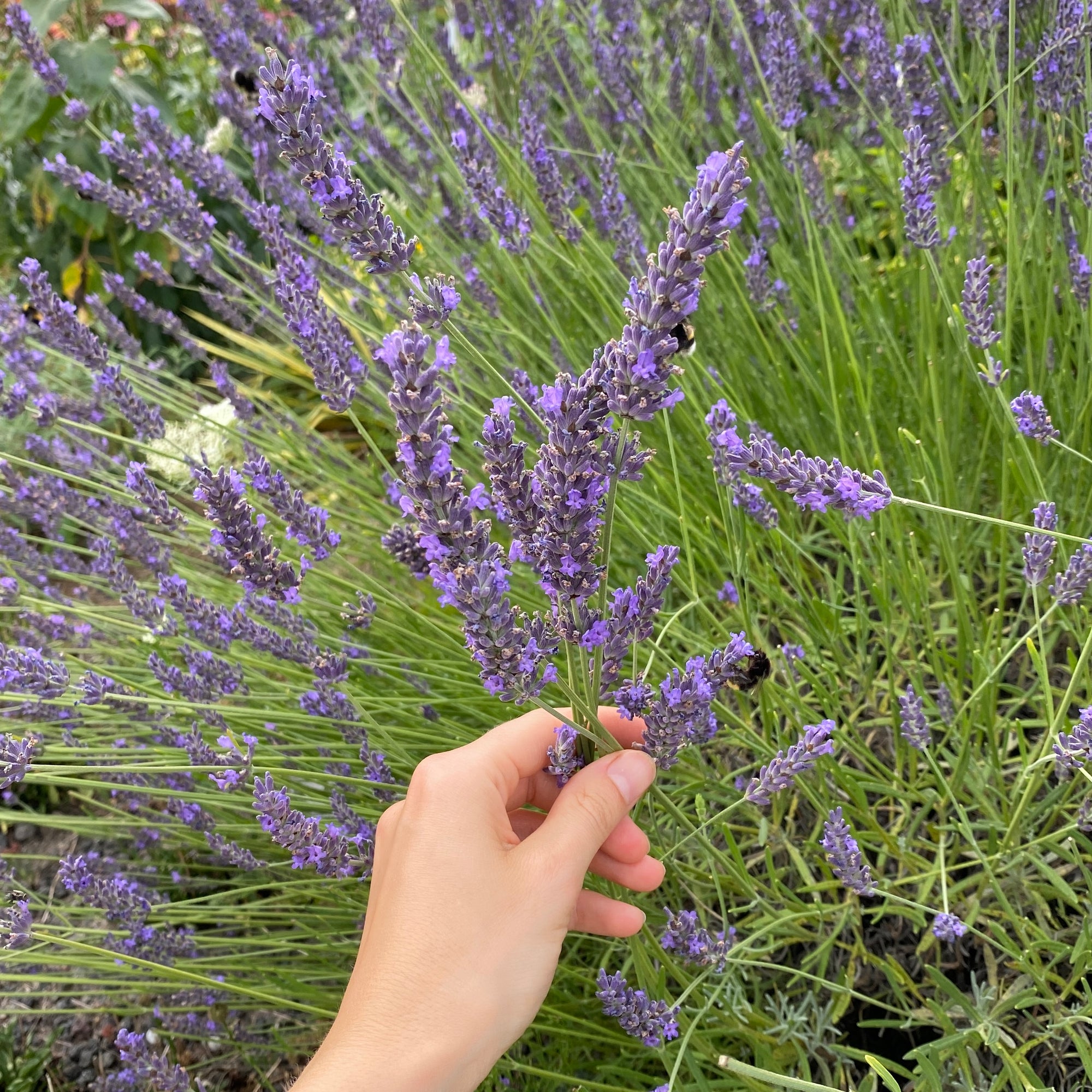 Lavendel - 10 Stk getrocknet