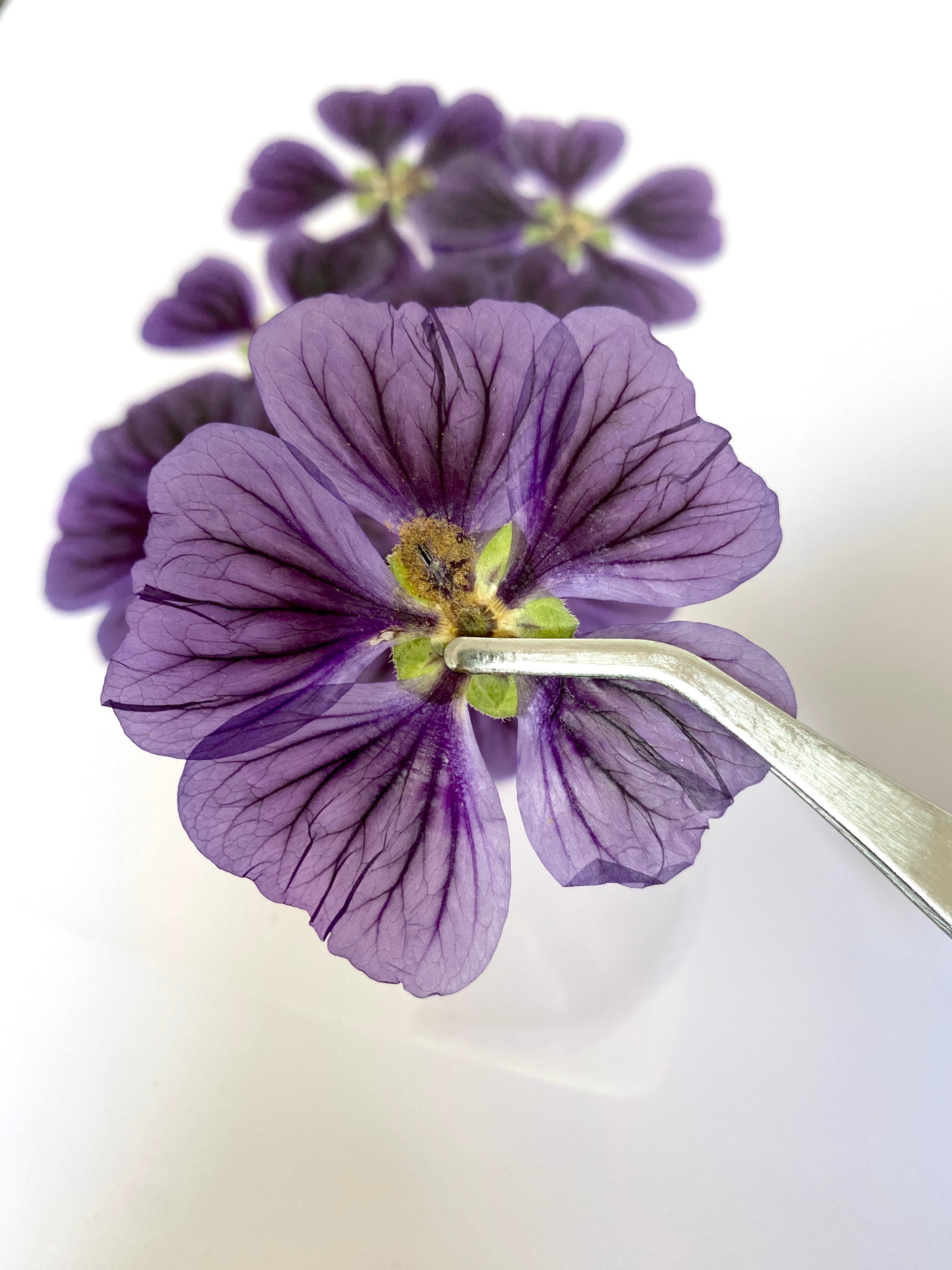 Malven Violett - 8 Stk gepresst