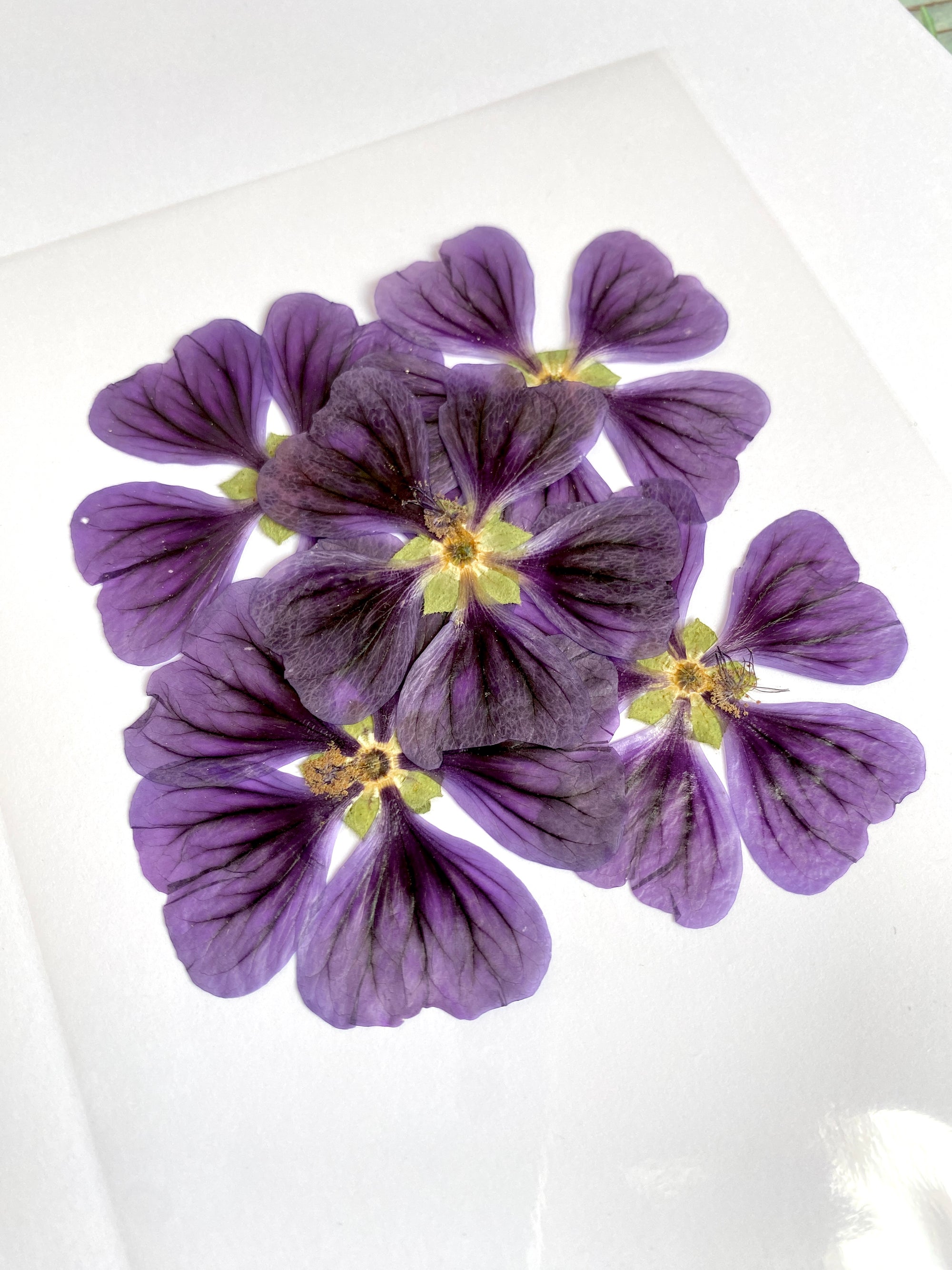 Malven Violett - 8 Stk gepresst