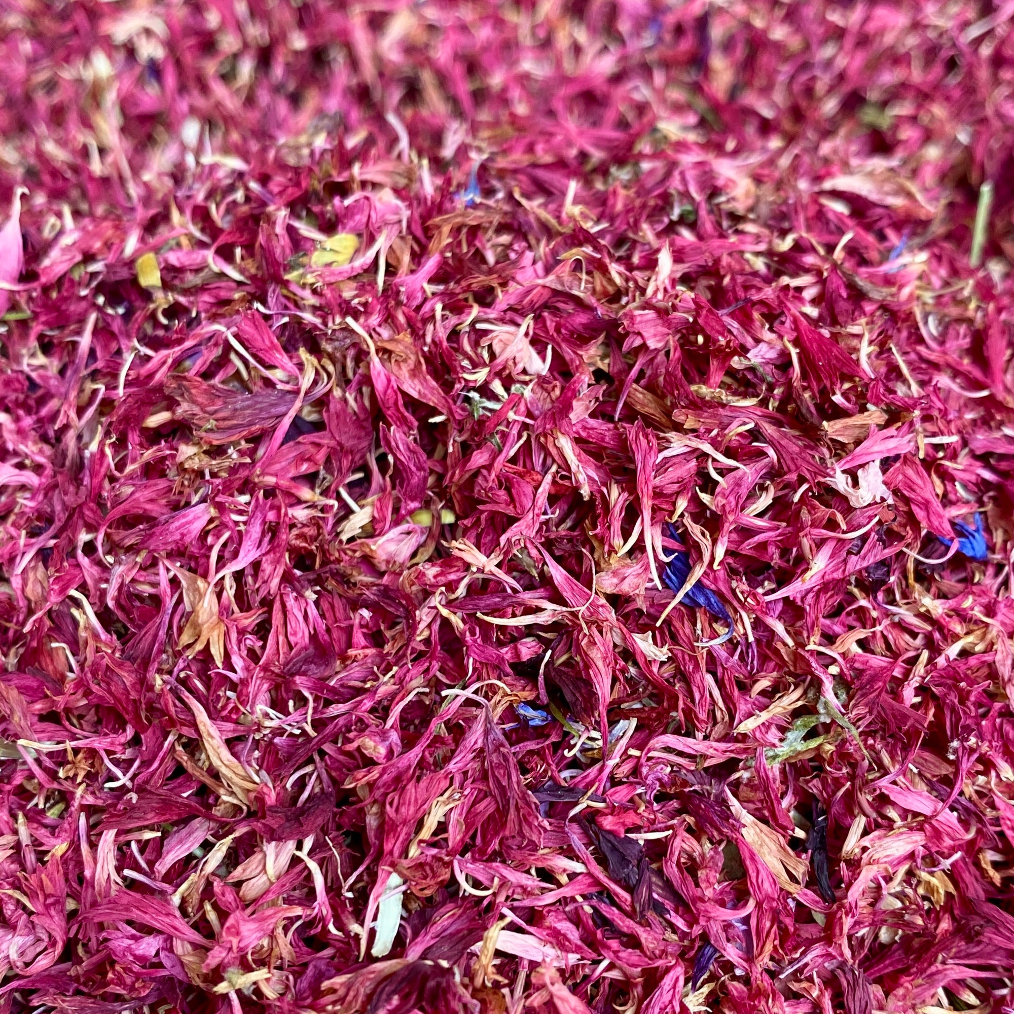 Kornblume pink - getrocknet