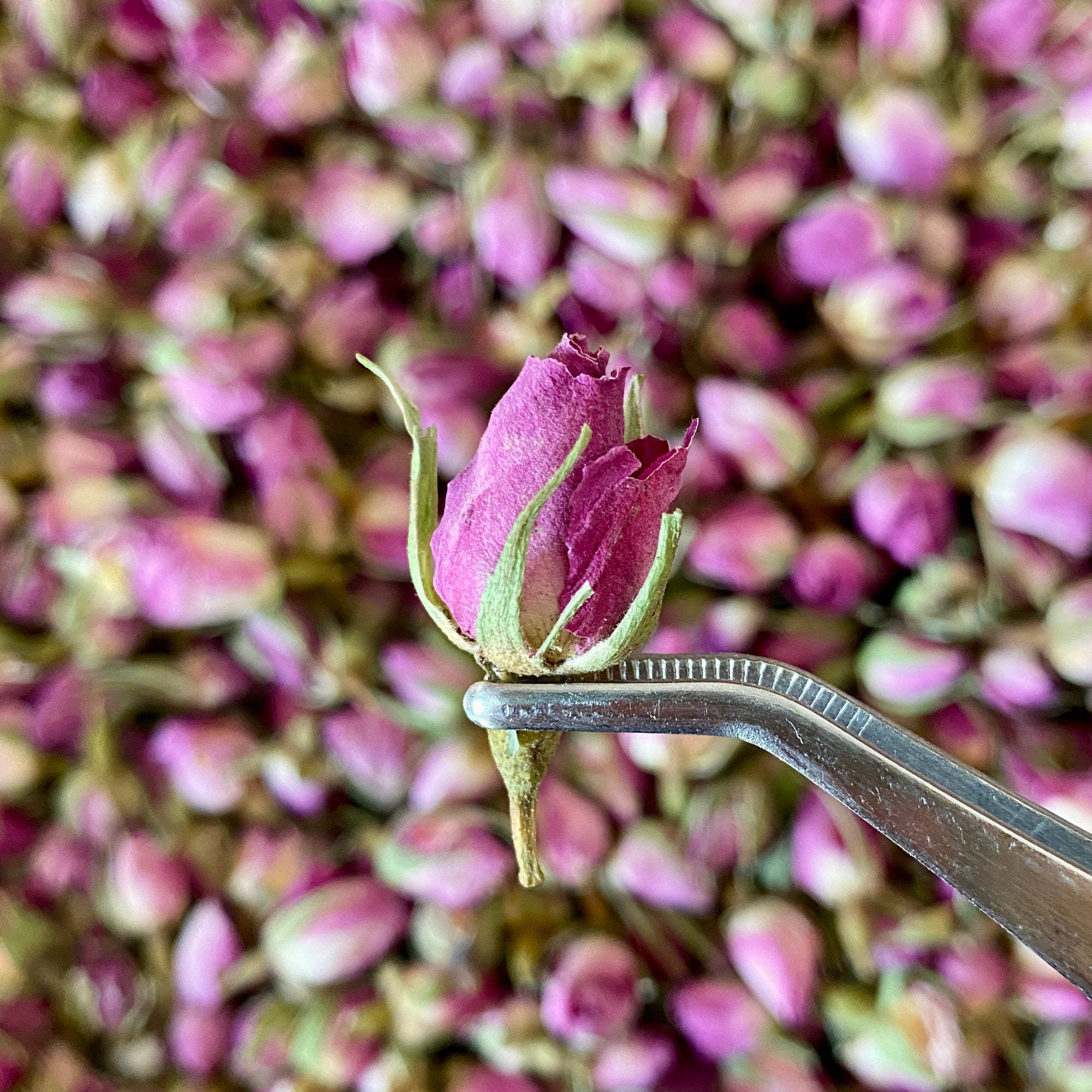 Rosenknospen Pink - getrocknet