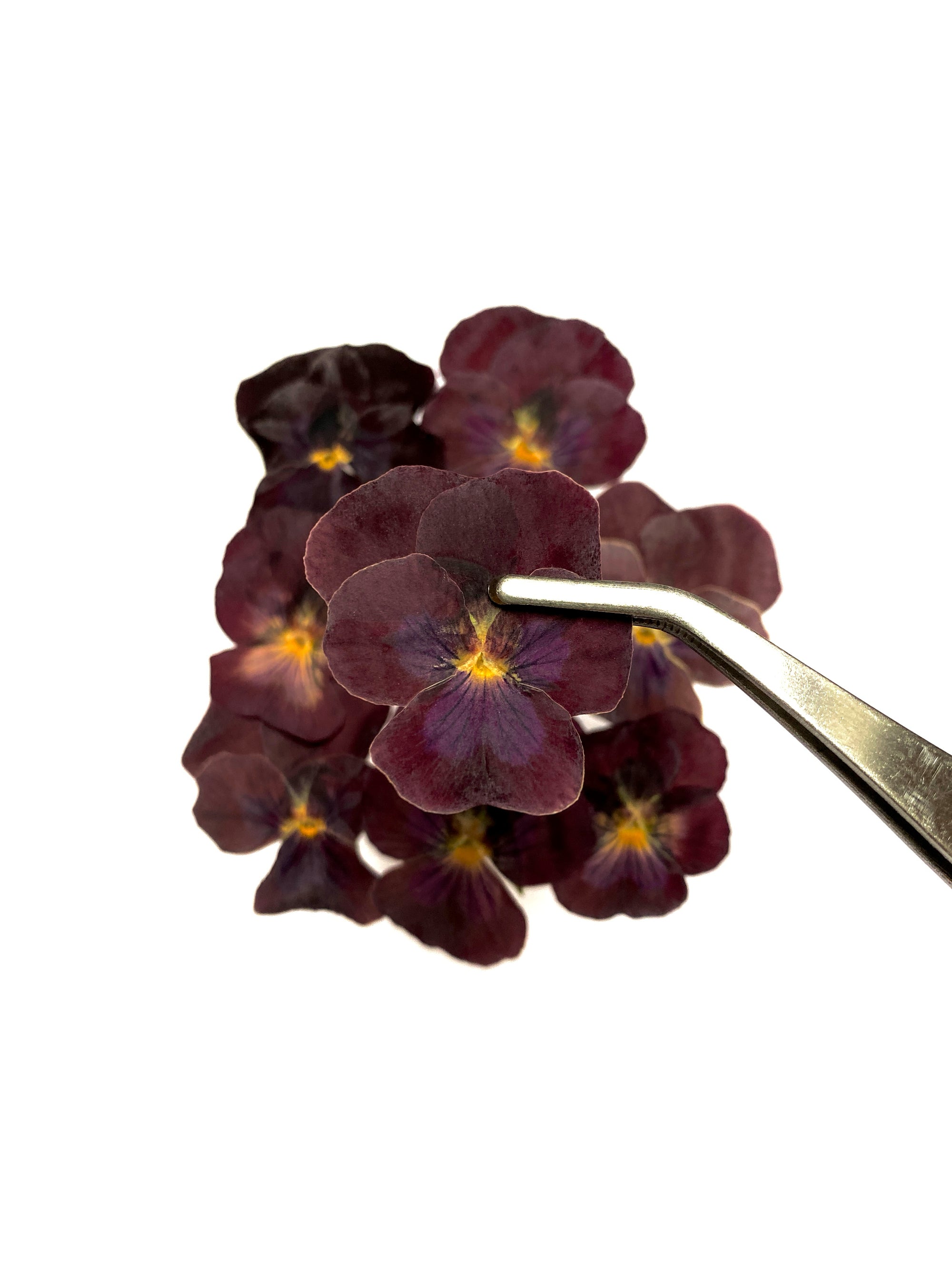 Veilchen Red Velvet - 16 Stk gepresst