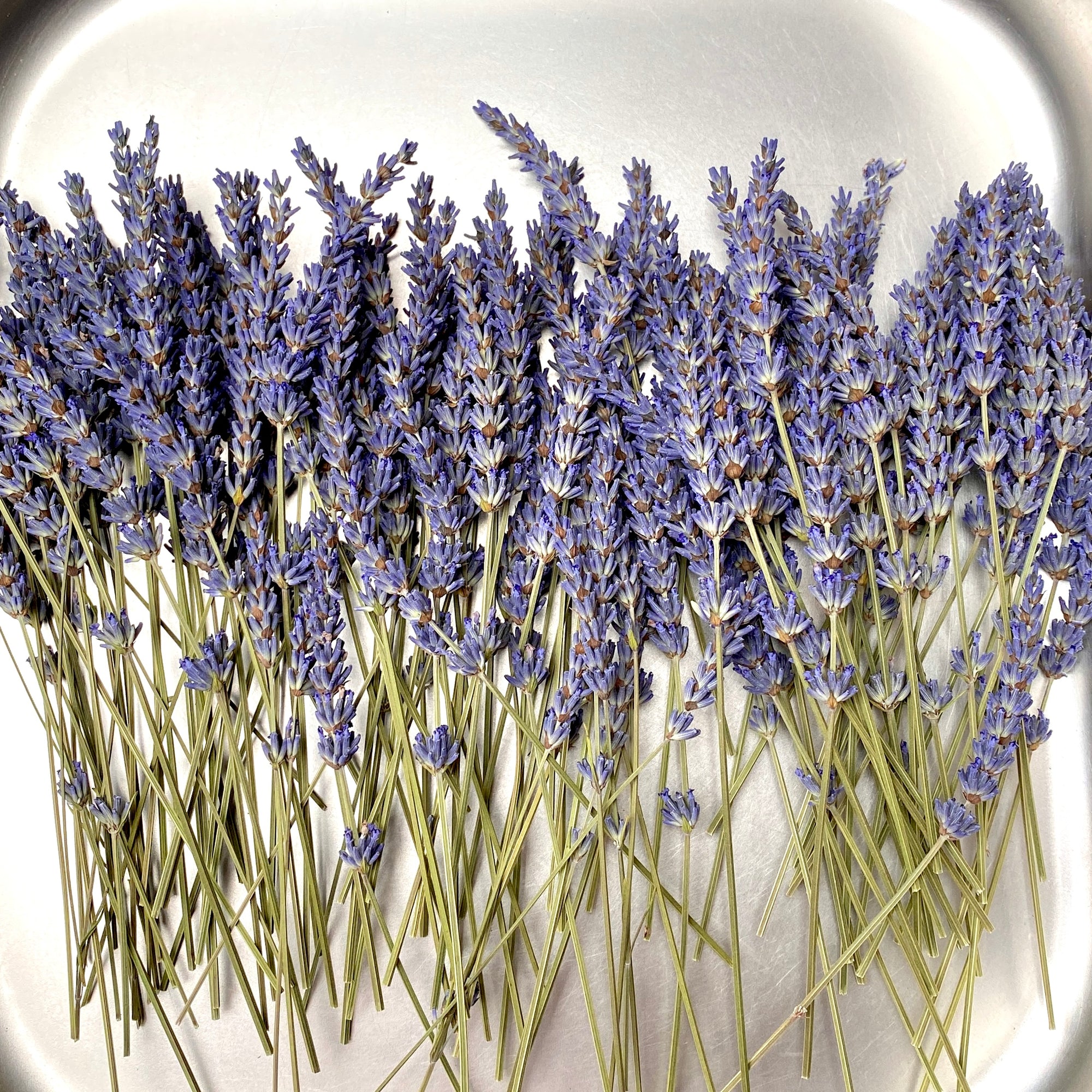 Lavendel - 10 Stk getrocknet