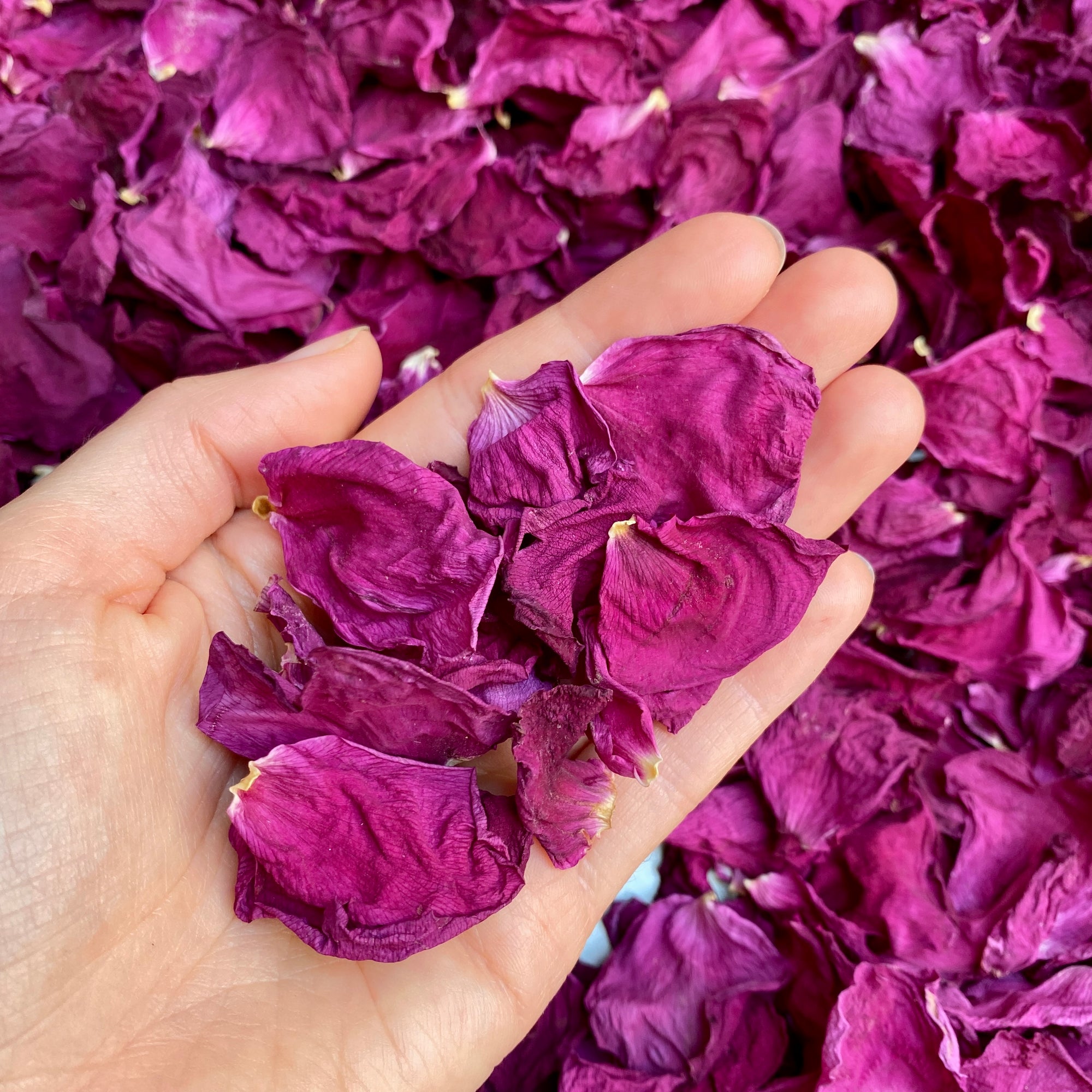 Rose Blütenblätter pink - 5g getrocknet