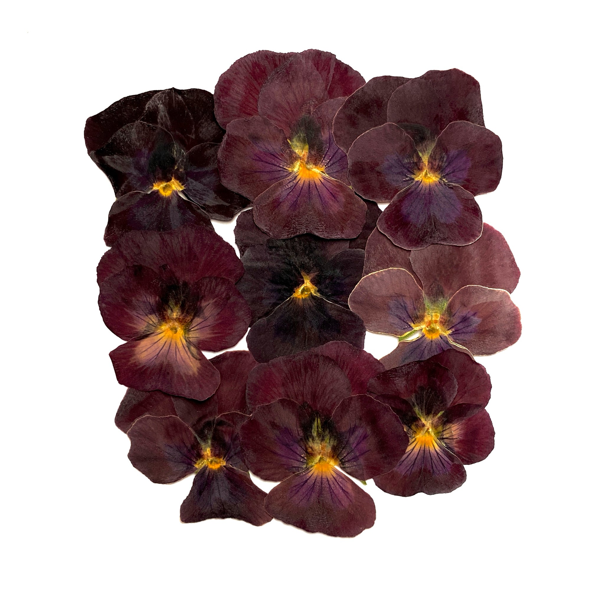 Veilchen Red Velvet - 16 Stk gepresst