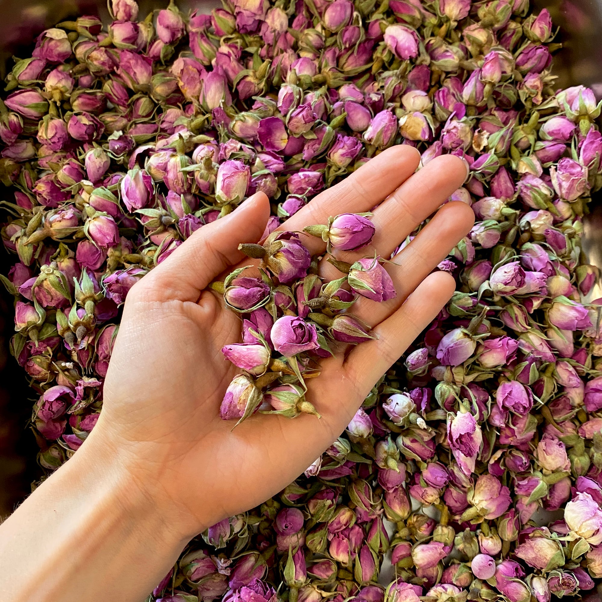 Rosenknospen Pink - getrocknet