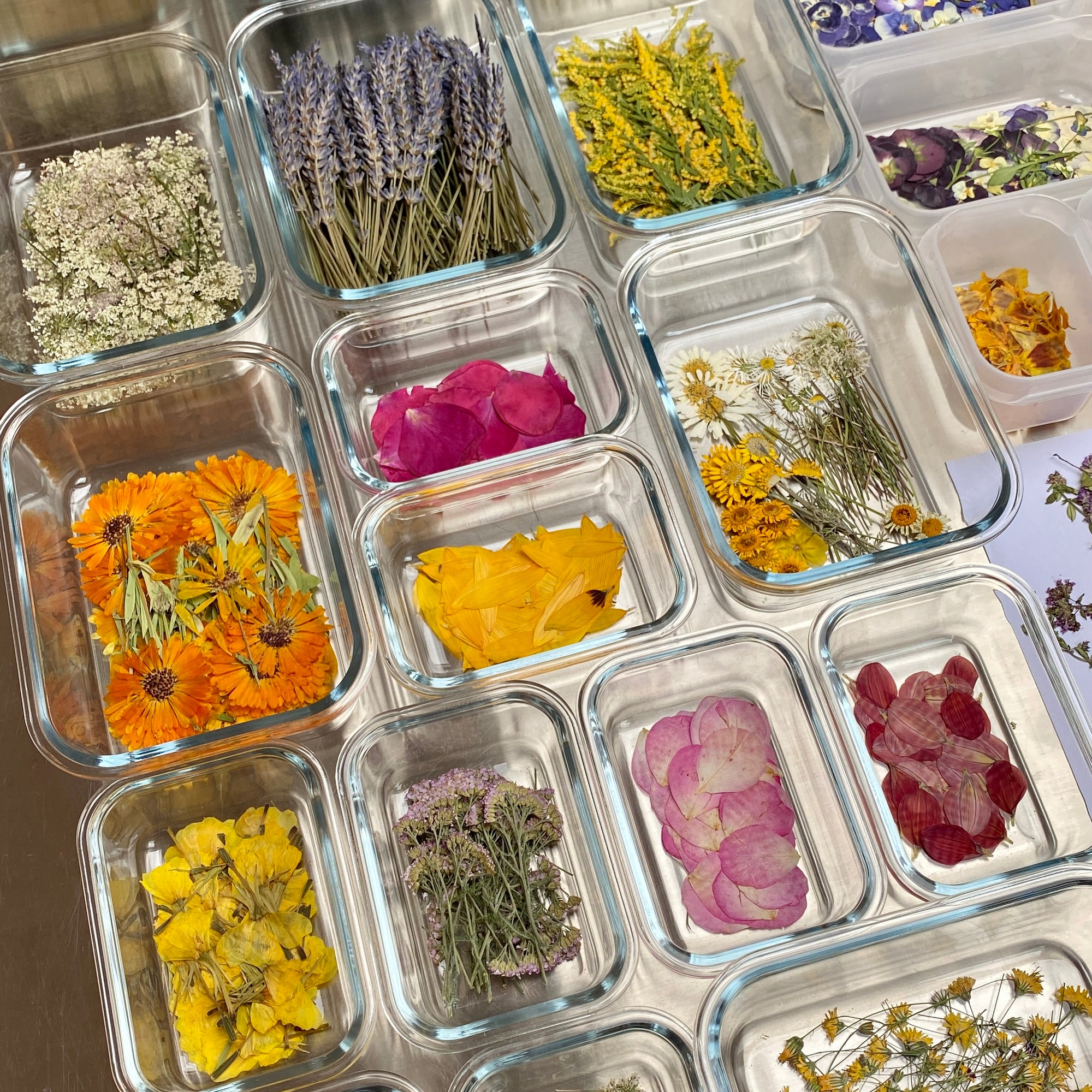 Blüten & Kräuter Bunt - 40 Stk gepresst