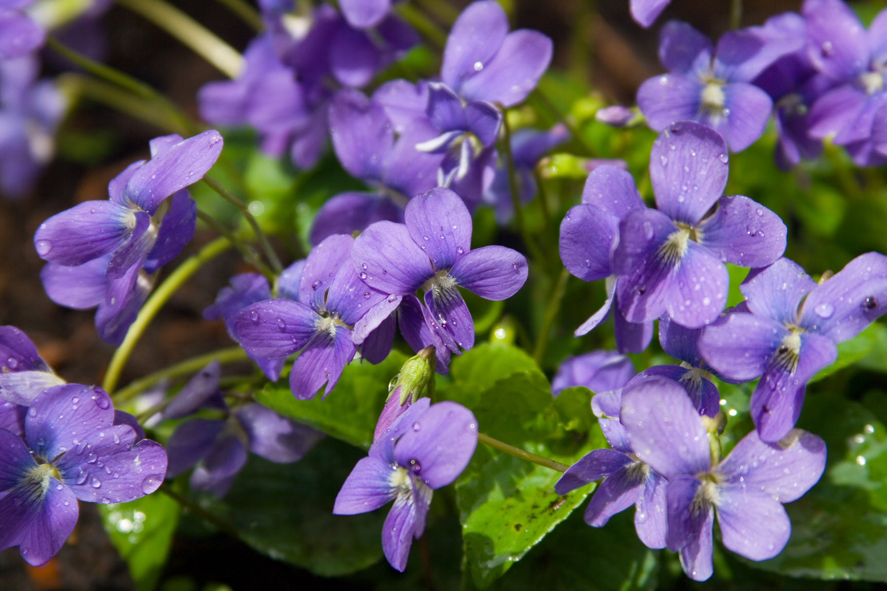 Essbare Blüten, die im März blühen