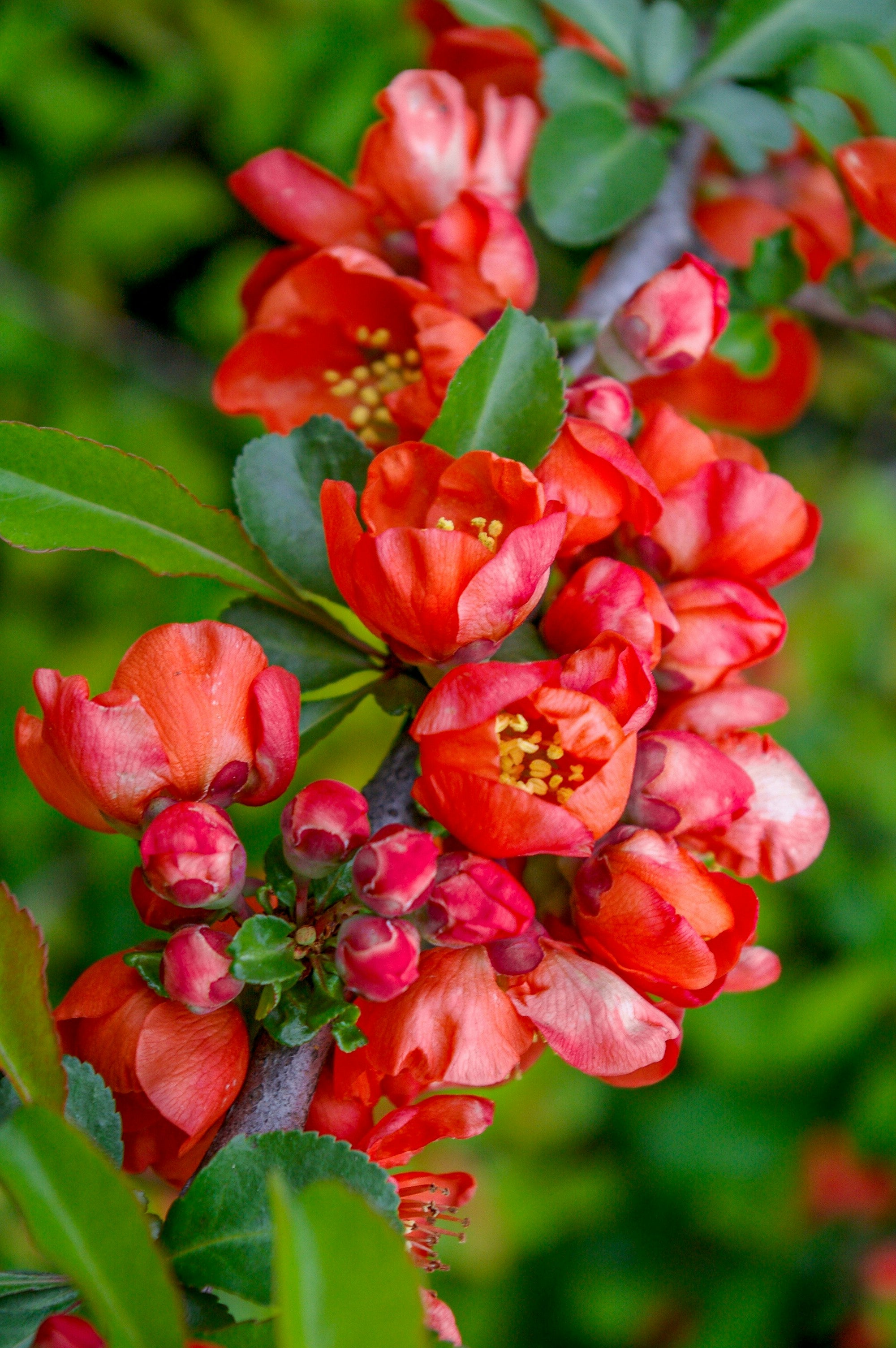 Essbare Blüten, die im April blühen