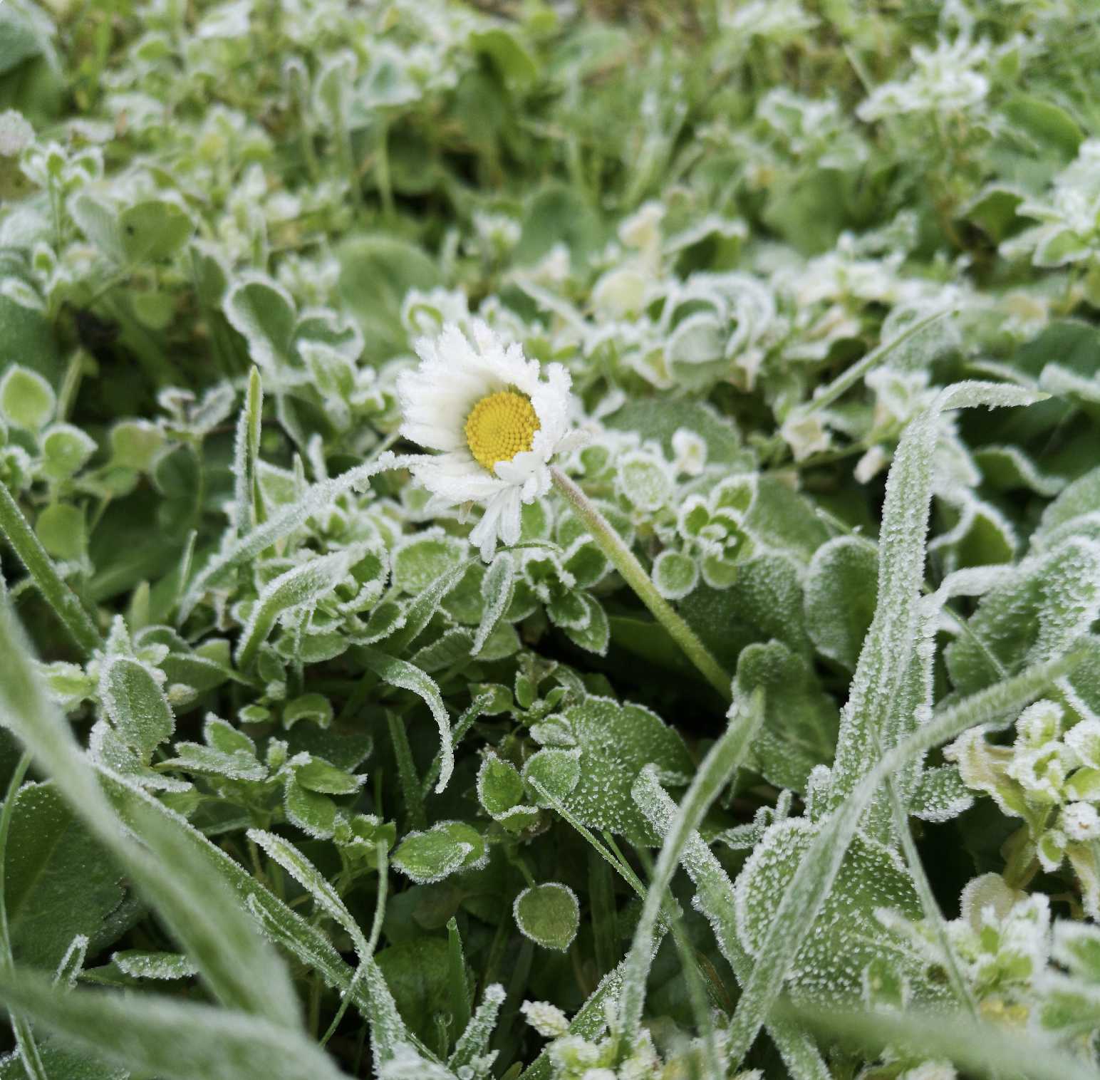 Essbare Blüten, die im Februar blühen