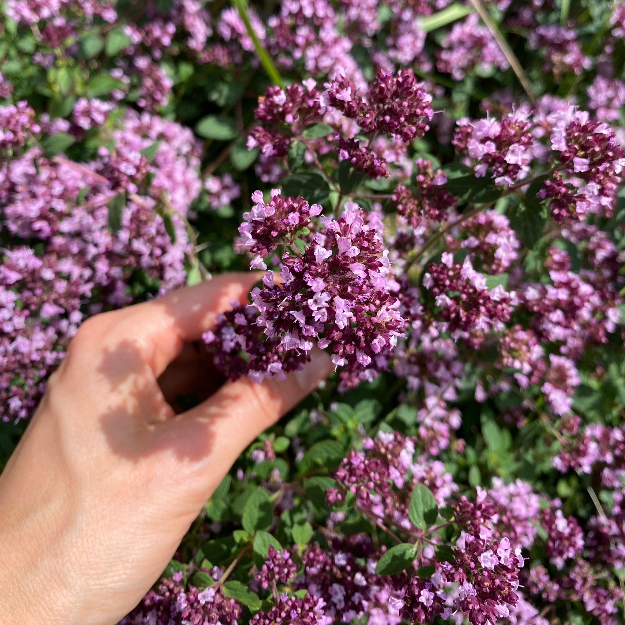 Oregano Violett - 8 Stk getrocknet