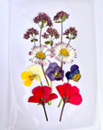 Gepresstes Set mit Stiel - Essbare Blüten - Bunt - 12 Stk