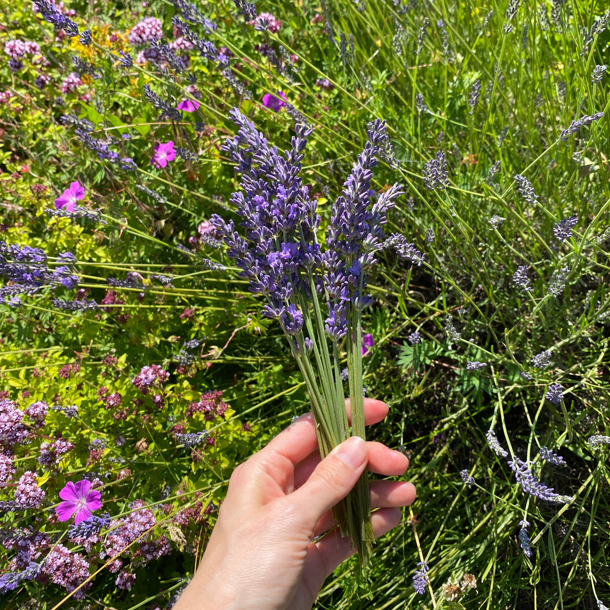 Lavendelblüten - 10 g getrocknet