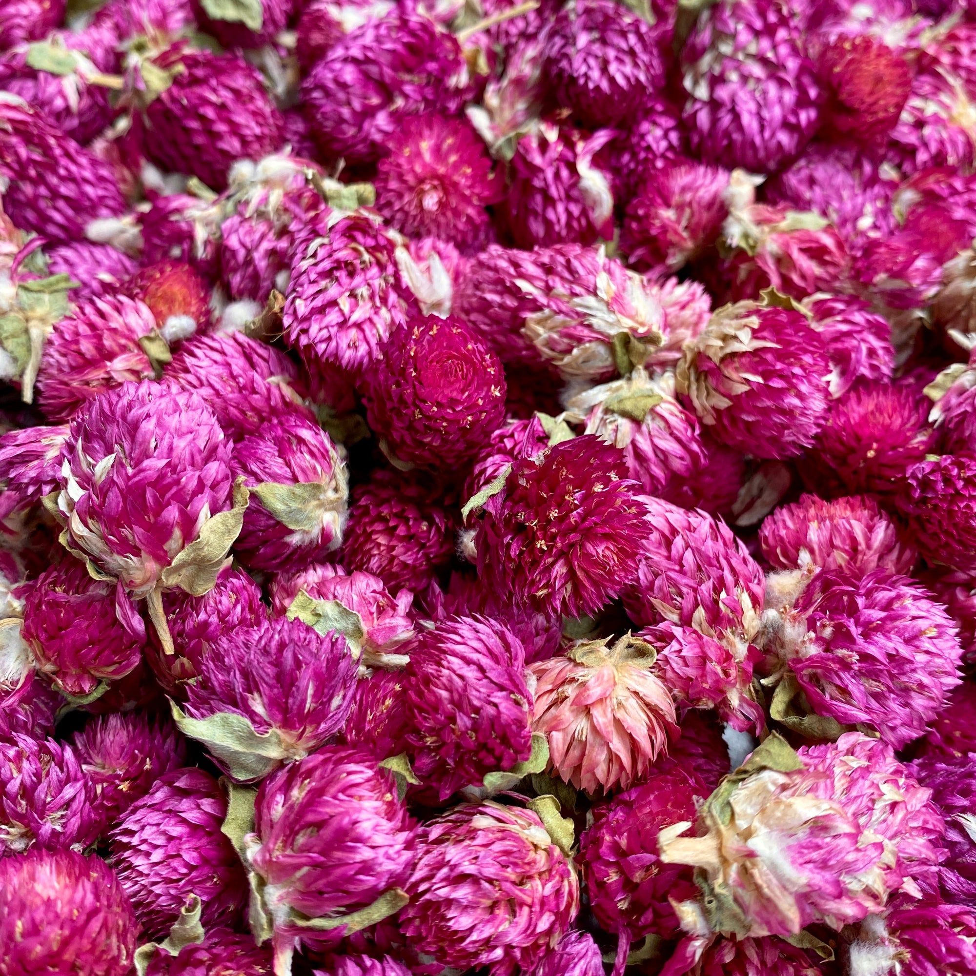 Kugelamarant Pink - getrocknet
