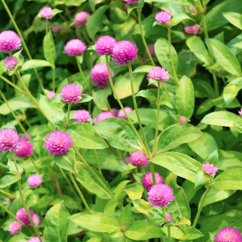 Kugelamarant Pink - getrocknet