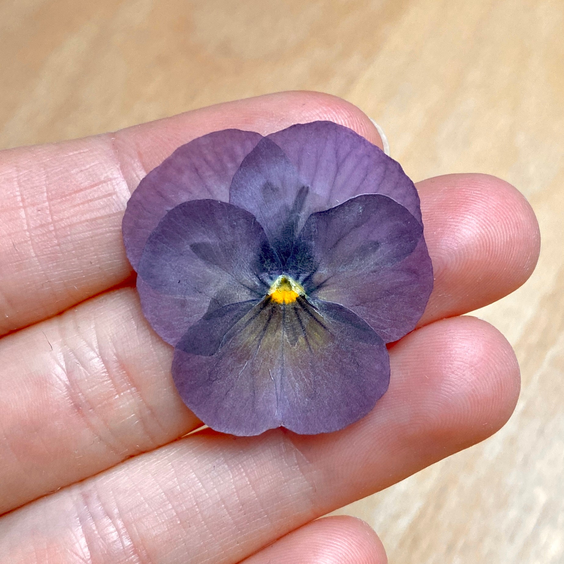 Gepresste Veilchen - Essbare Blüten - Zartes Lila - 12 Stk