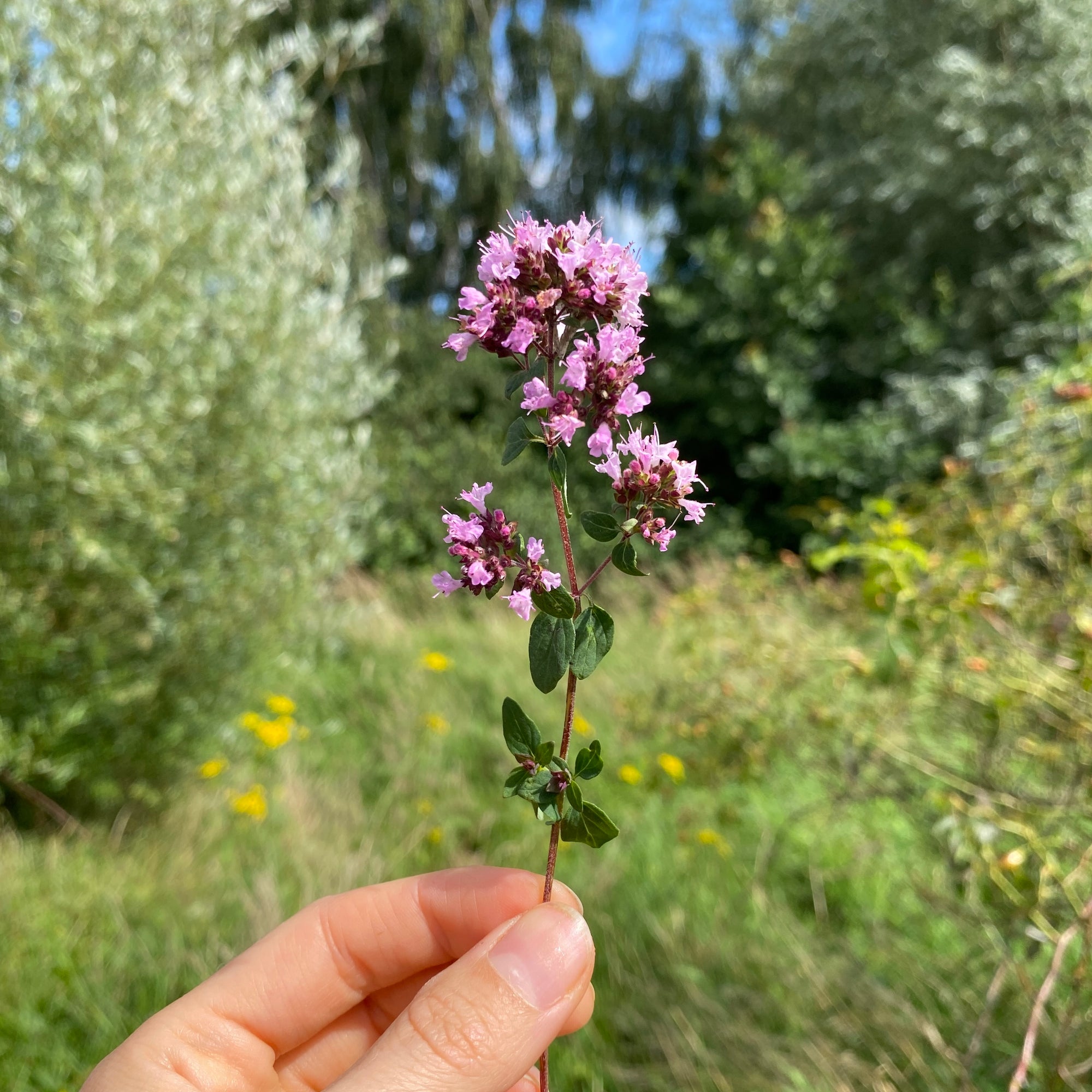 Oregano Violett - 8 Stk getrocknet