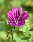 Gepresste Malven - Essbare Blüten - Violett - 5 Stk