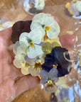 Gepresste Veilchen - Essbare Blüten - Golden Hour - 12 Stk
