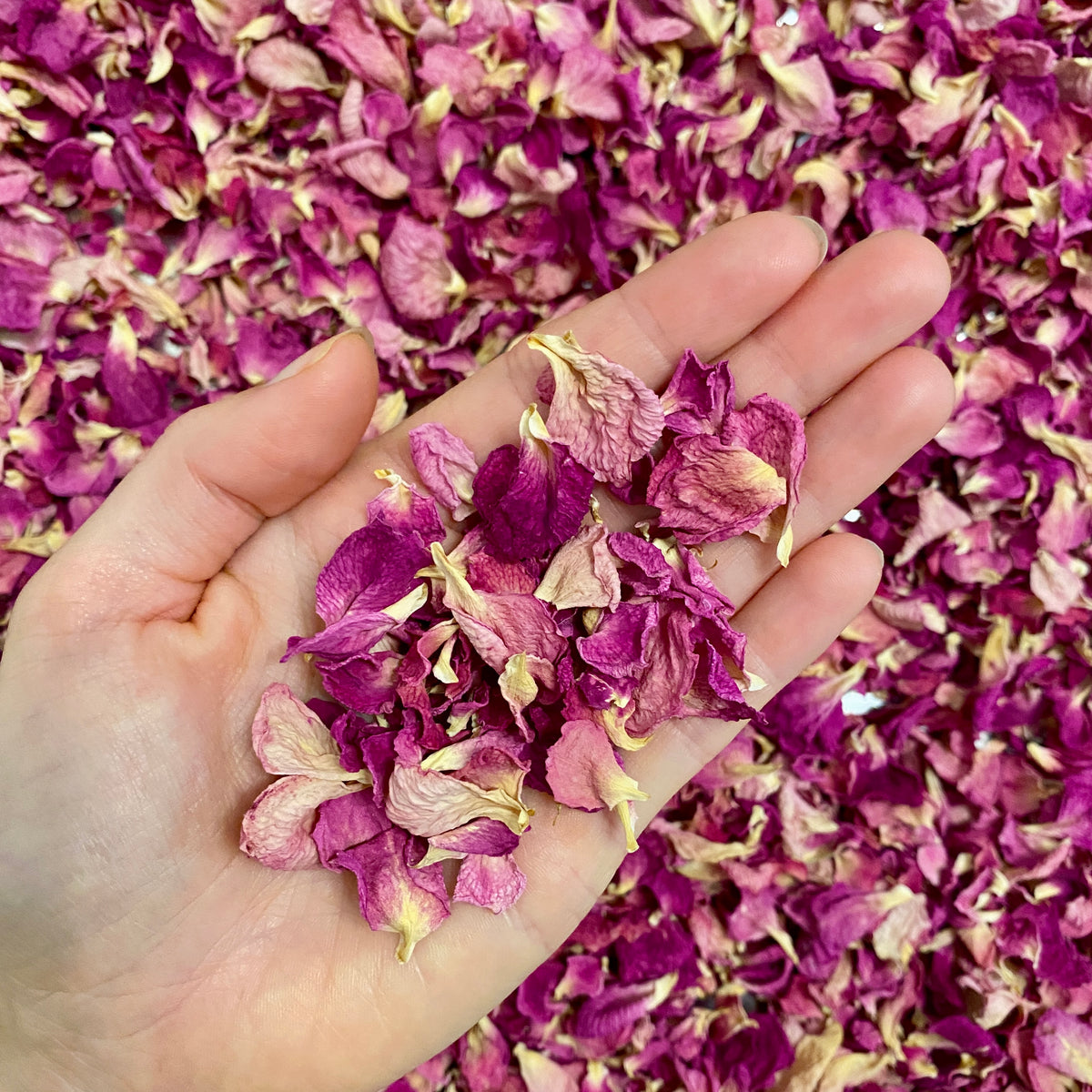 Rose Blütenblätter - 10 g getrocknet