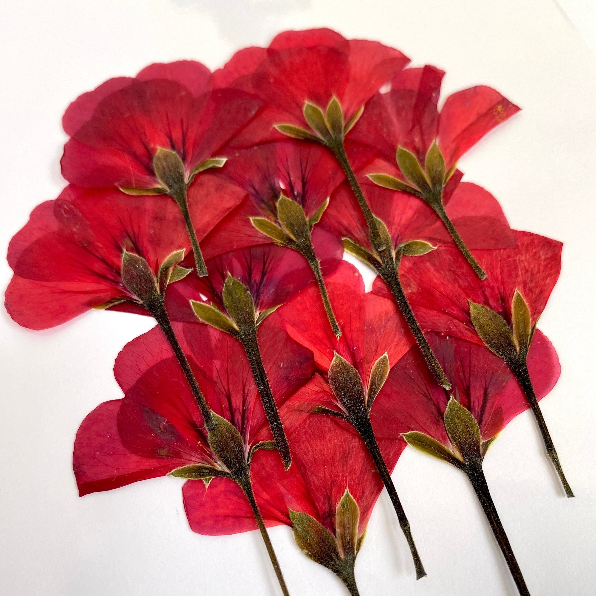 Gepresste Pelargonien - Essbare Blüten - Rot - 12 Stk