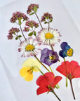 Gepresstes Set mit Stiel - Essbare Blüten - Bunt - 12 Stk