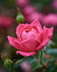 Duftende Rosenblätter - Essbare Blütenstreusel - Creme Pink Mix - 10g