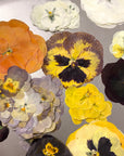 Gepresste Veilchen groß & klein - Essbare Blüten - Golden Hour - 12 Stk