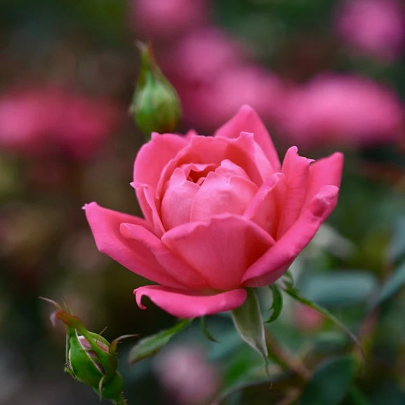 Rosenknospen Pink - getrocknet