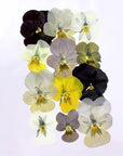 Gepresste Veilchen - Essbare Blüten - Golden Hour - 12 Stk