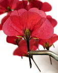 Gepresste Pelargonien - Essbare Blüten - Rot - 12 Stk