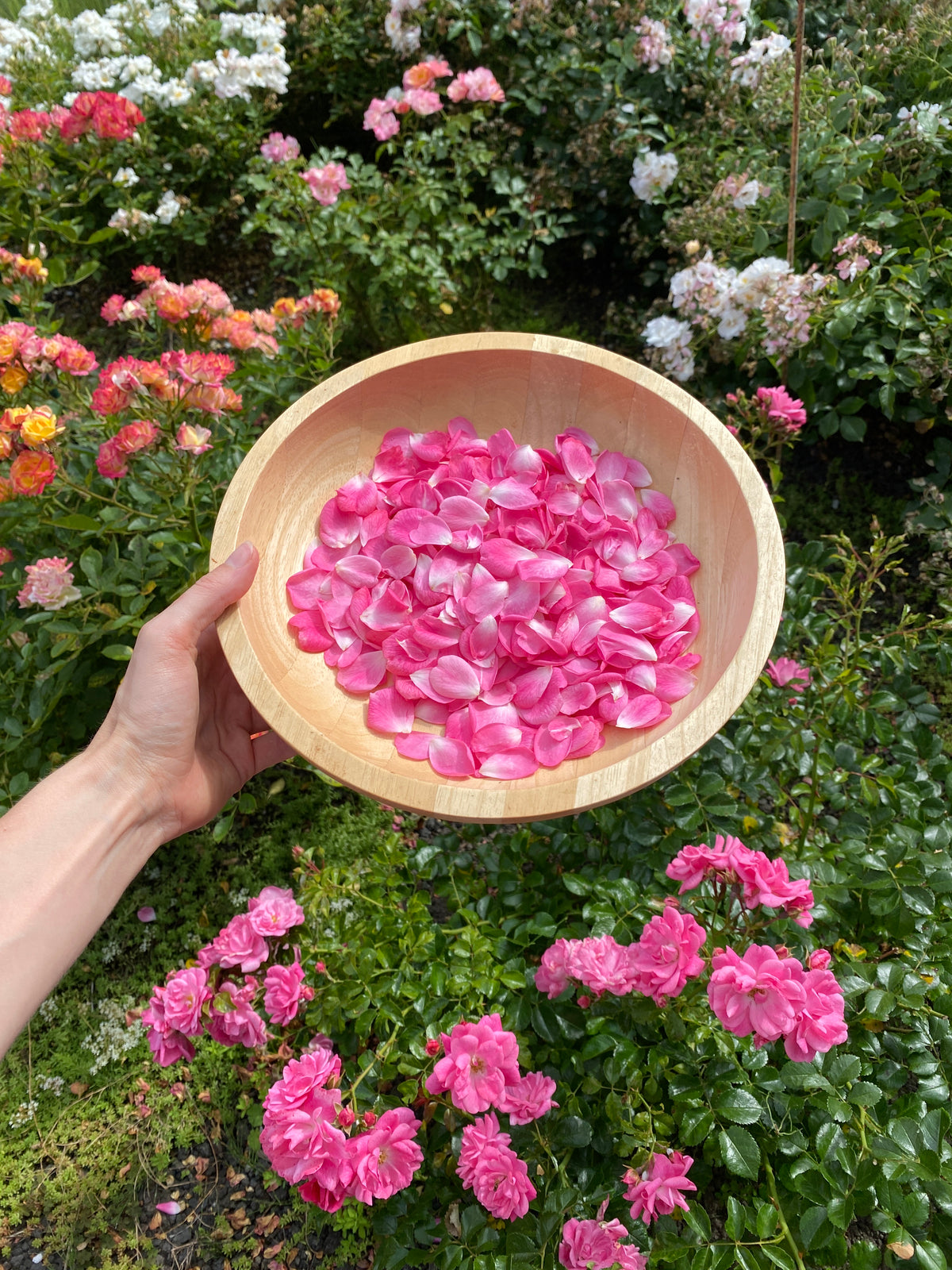 Rose Blütenblätter - 10 g getrocknet